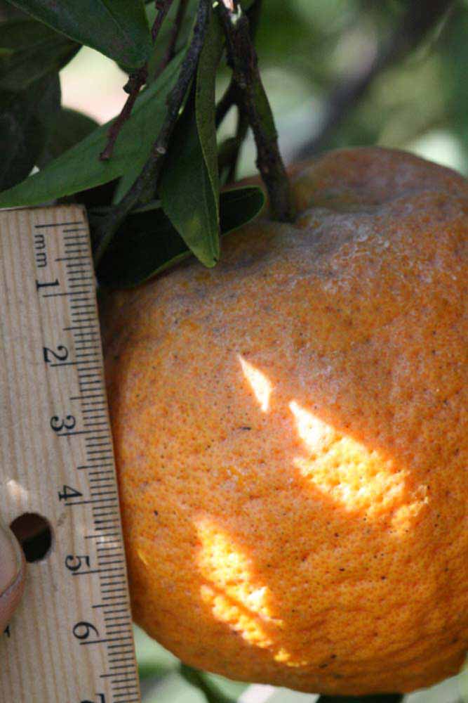            Fruit (Riverside, CA)   